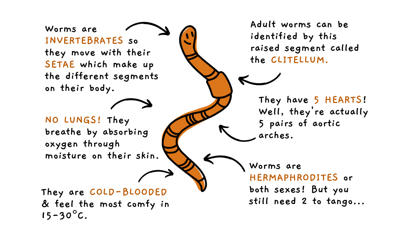 Worm Parenting Guide