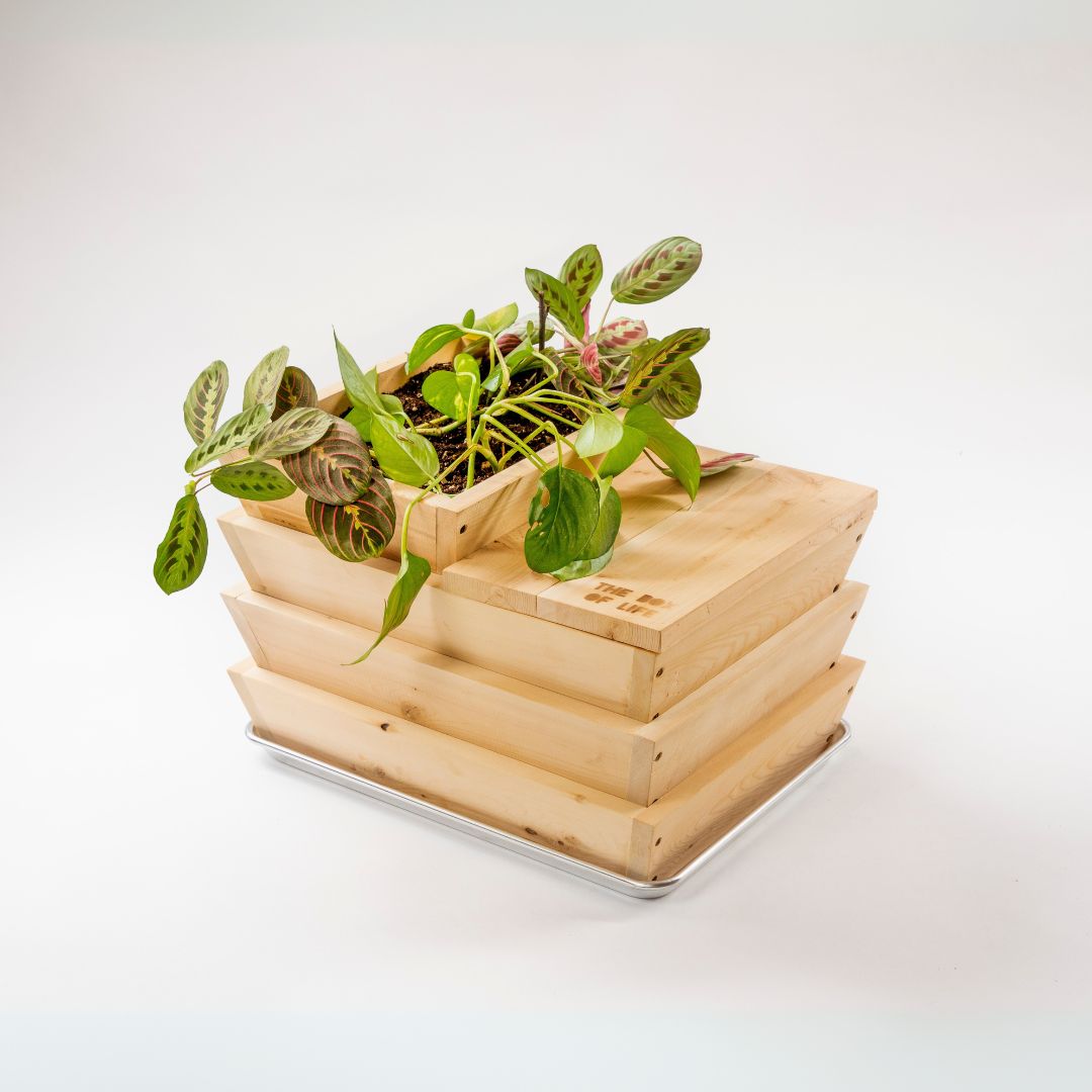 Worm Studio composting bin with rooftop herb garden for small spaces