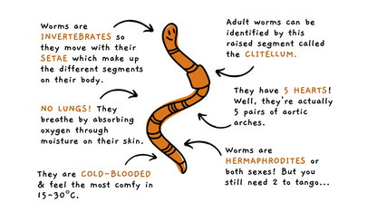 Worm Parenting Guide
