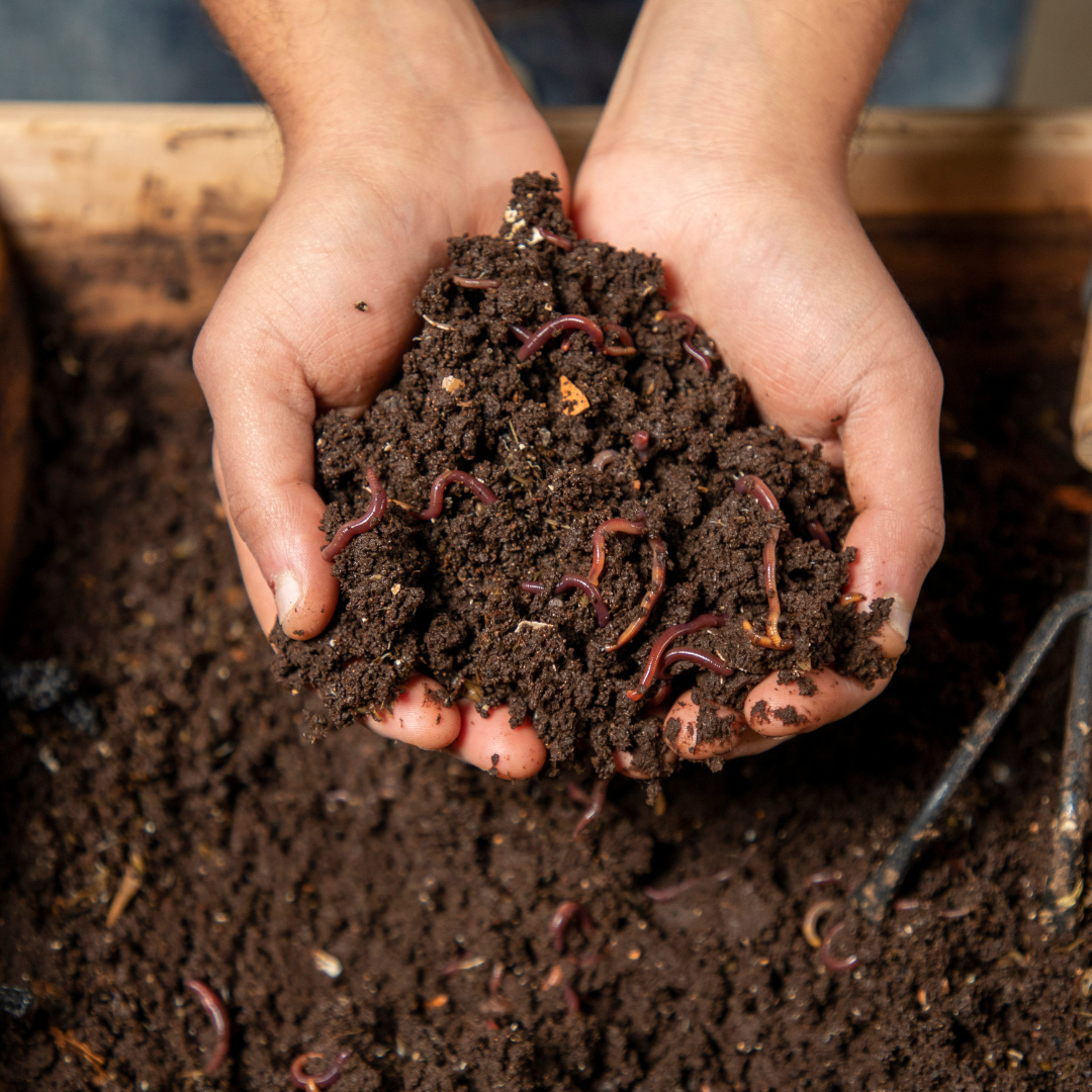 Red wiggler worm mix in microbe-rich bedding – composting worms for sale in Canada