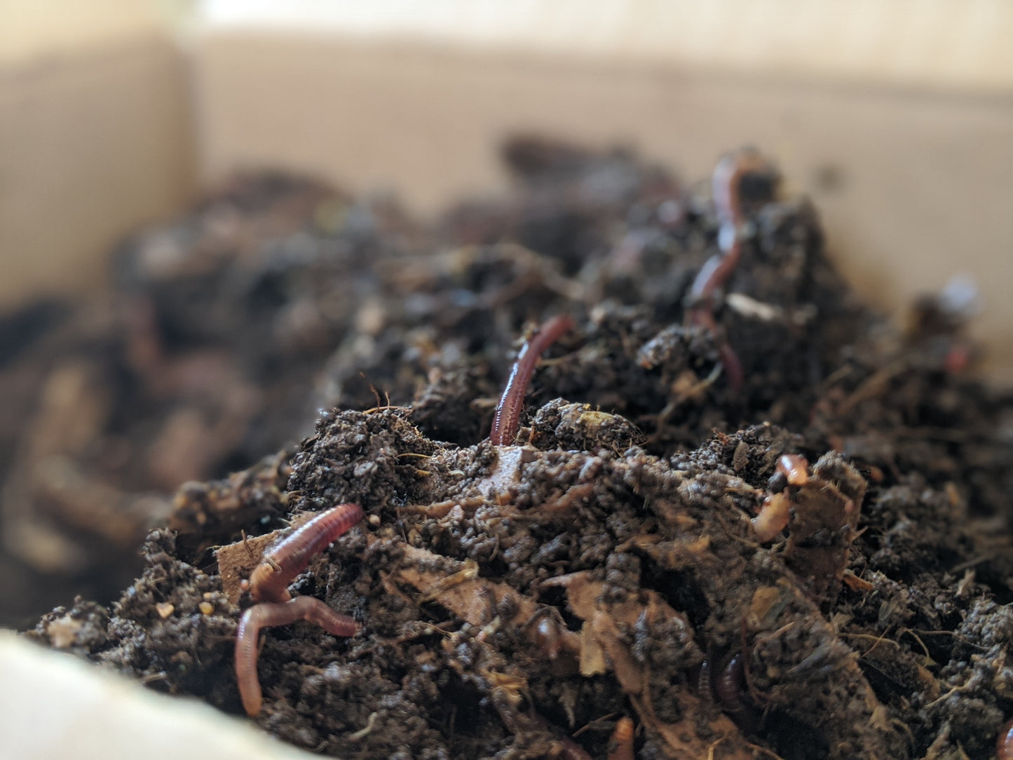 Red wigglers