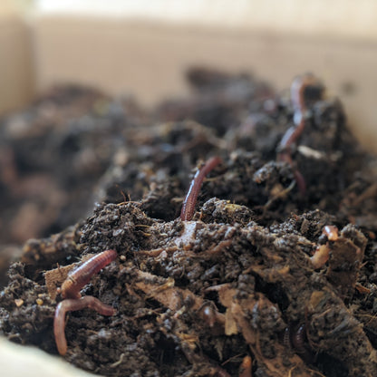 Live red wiggler worms (Eisenia fetida) in natural compost bedding