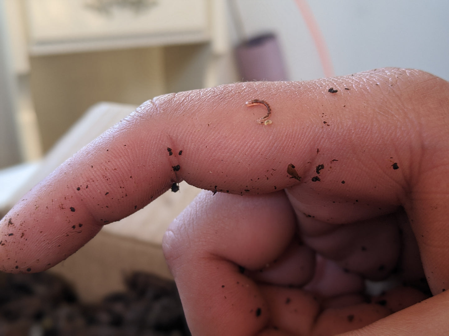 Red wigglers