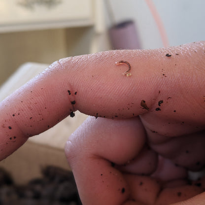 Hand holding baby red wiggler in healthy bedding for worm composting